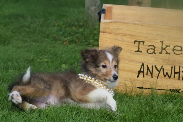 Sheltie (teef) 75547