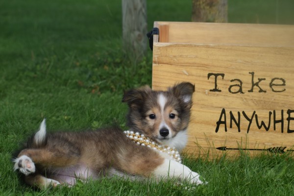 Sheltie (teef) 75547