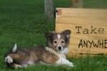 Sheltie (teef) 75547