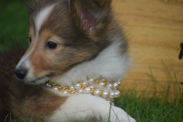 Sheltie (teef) 75547