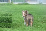 Sheltie (teef) 75547
