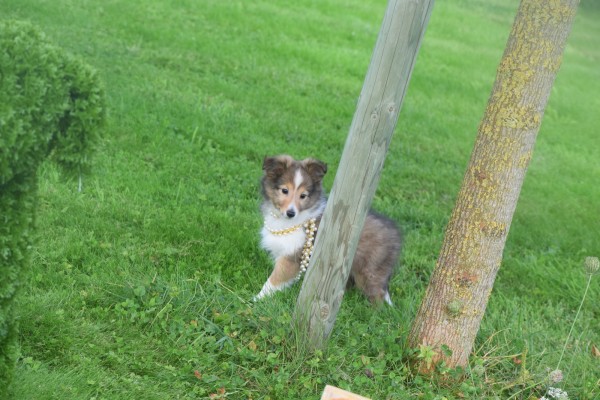 Sheltie (teef) 75547