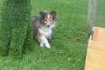 Sheltie (teef) 75547