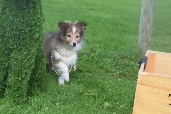 Sheltie (teef) 75547