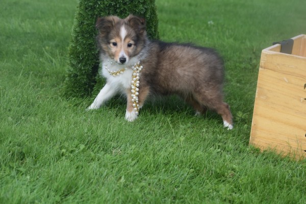 Sheltie (teef) 75547