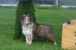 Sheltie (teef) 75547