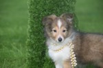 Sheltie (teef) 75547