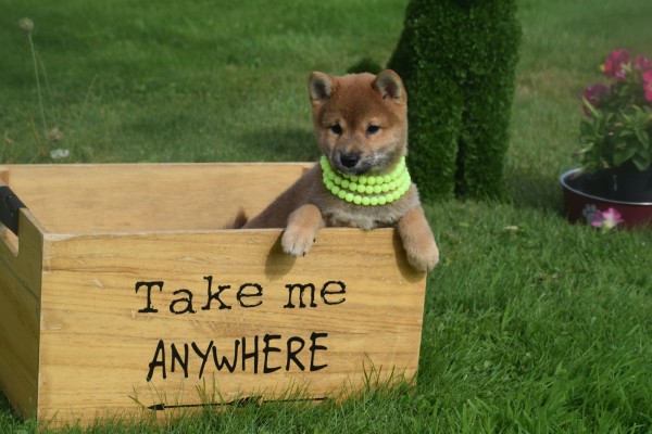 Shiba (teef) 75557