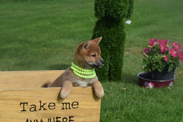 Shiba (teef) 75557