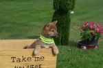 Shiba (teef) 75557