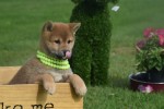 Shiba (teef) 75557