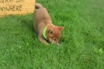 Shiba (teef) 75557