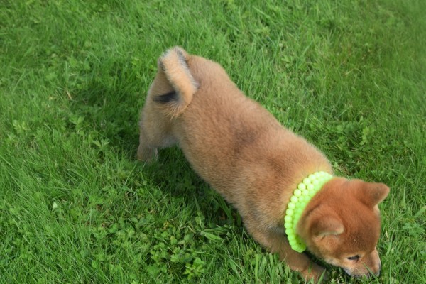 Shiba (teef) 75557