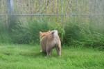 Shiba (teef) 75557