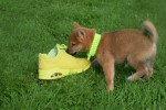 Shiba (teef) 75557