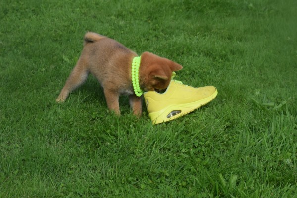 Shiba (teef) 75557