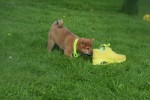 Shiba (teef) 75557