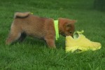 Shiba (teef) 75557