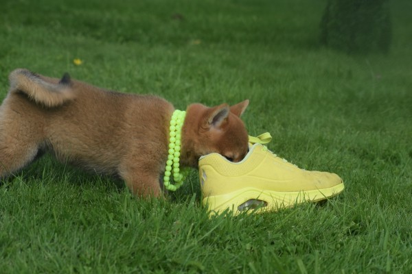Shiba (teef) 75557