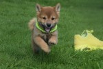 Shiba (teef) 75557