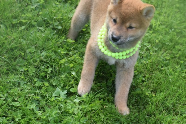 Shiba (teef) 75557