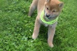 Shiba (teef) 75557