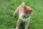 Shiba (teef) 75557