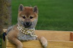 Shiba (teef) 75549