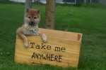 Shiba (teef) 75549