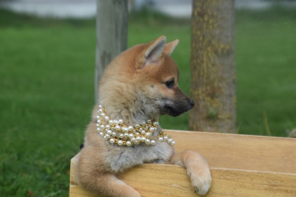 Shiba (teef) 75549