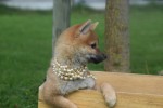 Shiba (teef) 75549