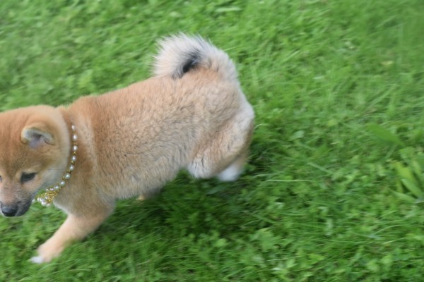 Shiba (teef) 75549