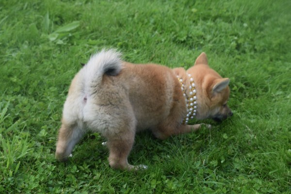 Shiba (teef) 75549