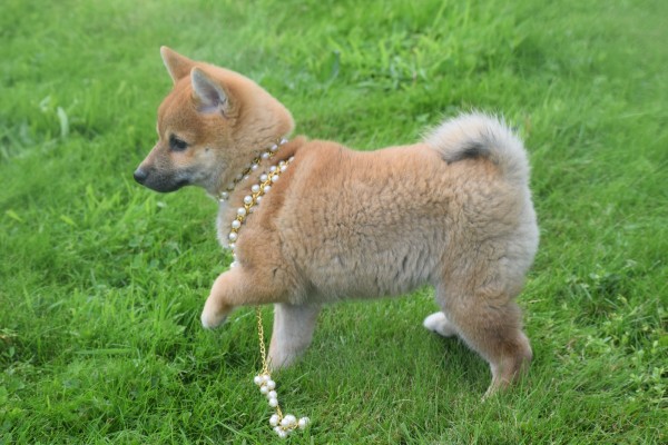 Shiba (teef) 75549