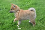 Shiba (teef) 75549