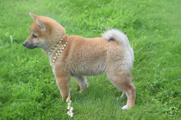 Shiba (teef) 75549
