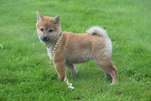 Shiba (teef) 75549
