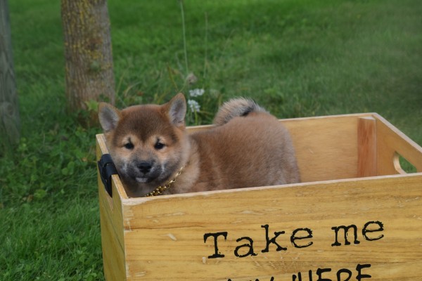 Shiba (reu) 75558