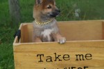 Shiba (reu) 75558