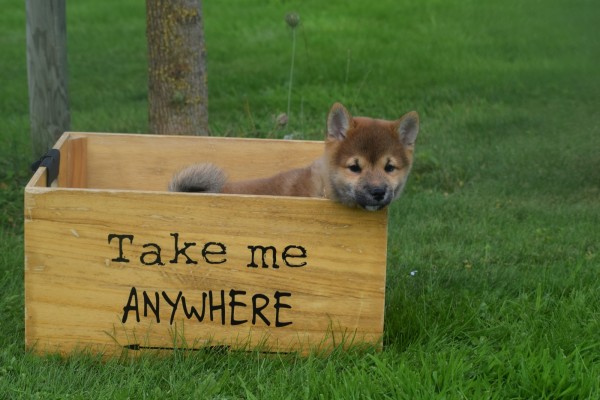 Shiba (reu) 75558