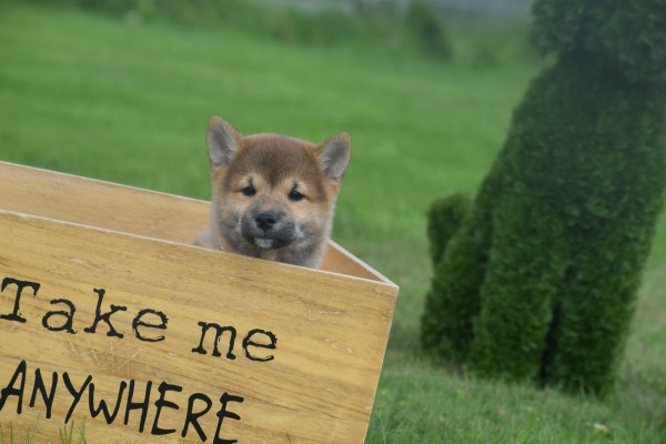 Shiba (reu) 75558