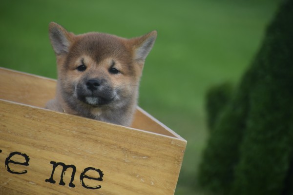 Shiba (reu) 75558