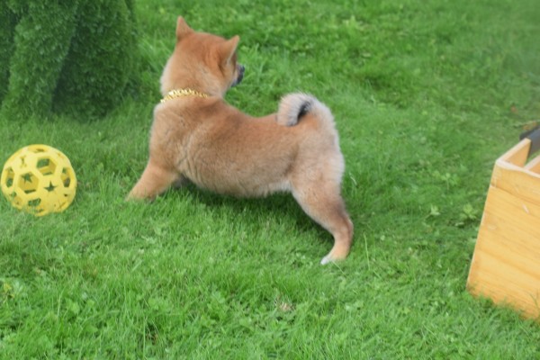 Shiba (reu) 75558