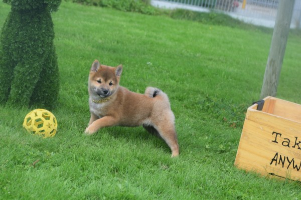 Shiba (reu) 75558