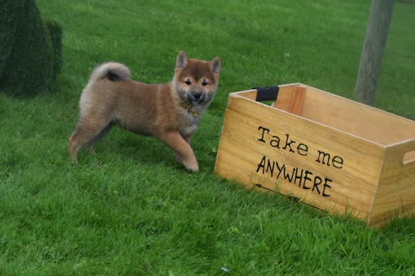 Shiba (reu) 75558