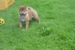 Shiba (reu) 75558
