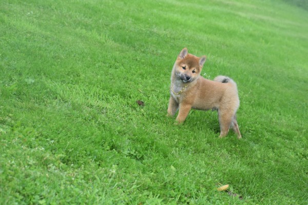 Shiba (reu) 75558