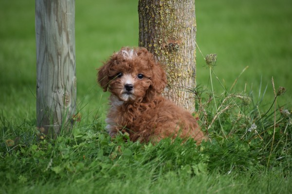 Cavapoo (teef) 72019