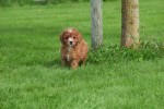 Cavapoo (teef) 72019