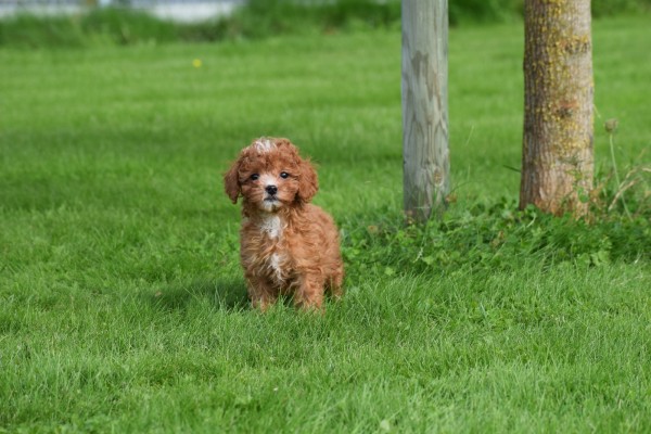 Cavapoo (teef) 72019